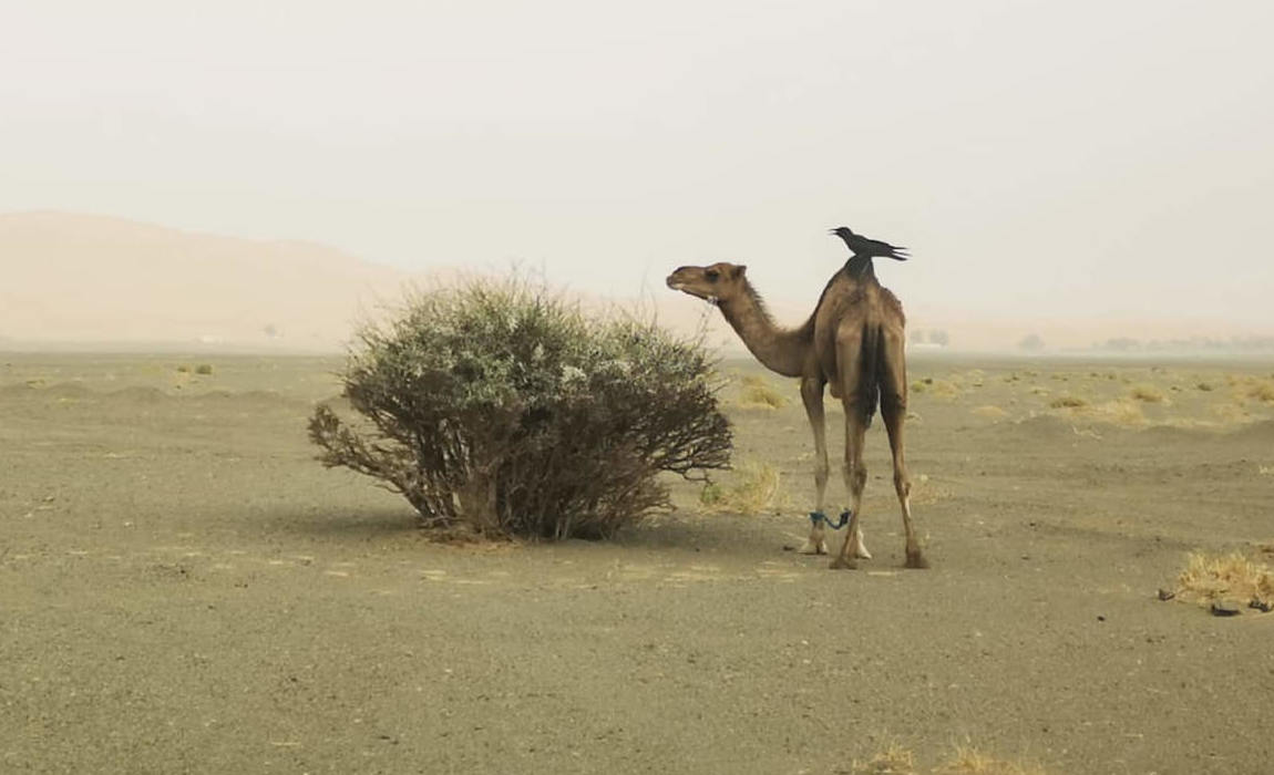 8 Days Desert Tour from Marrakech to Marrakech